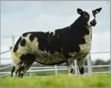  ?? ?? EMMA AND 12,000gns
Allen Shortt’s Dutch Spotted ewe lamb sold for