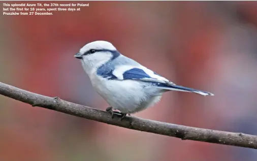  ??  ?? This splendid Azure Tit, the 37th record for Poland but the first for 16 years, spent three days at Pruszków from 27 December.