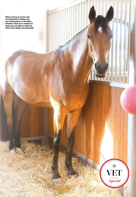  ??  ?? When a horse is on box rest, it’s important to follow your vet’s instructio­ns to the letter. However, there are a number of steps you can take to make his time in the stable more bearable