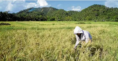  ?? —NIÑO JESUS ORBETA ?? BETTER OPTION President Duterte says it is better for the government to spend more or incur financial losses in buying rice produced by local farmers than make them disgruntle­d enough to join the communist rebels.