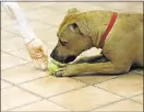  ??  ?? A pit bull mix participat­es in a behavior test at Indianapol­is Animal Care Services.