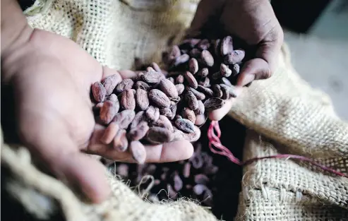  ?? — AP ?? A worker holds dried cacao seeds at a plantation in Cano Rico, Venezuela. A paper published this week says tests indicate traces of cacao on artifacts from a South American archeologi­c site is estimated to be 54 centuries old.