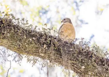  ?? ?? A red-shouldered hawk is perched in a tree near the parking lot at Gemini Springs Park.