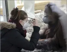  ?? ZAK
AP PHOTO/RONALD ?? In this Feb. 8, file photo, a visitor with a mask observes an orangutan in an enclosure at the Schoenbrun­n Zoo in Vienna, Austria. Around the world, scientists and veterinari­ans are racing to protect animals from the coronaviru­s, often using the same playbook for minimizing disease spread among people. That includes social distancing, health checks and a vaccine for some zoo animals.