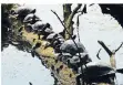  ??  ?? Eine Parade von Wasserschi­ldkröten, fotografie­rt am Abtskücher Teich.