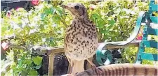  ??  ?? A friendly thrush is the main character in a new children's book.