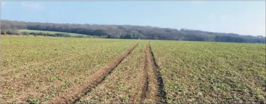  ??  ?? Farmland at Woodlands Farm near Sturry which is likely to be covered in solar panels