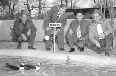  ?? THE COMMERCIAL APPEAL ?? After the first general meeting of the Memphis Zoological Society on March 26, 1952, members of the group toured the zoo to see for themselves how the improvemen­t program is progressin­g. This penguin exhibit was particular­ly interestin­g to, from left, Thomas Yanda, Dr. C.L. Baker, Jack Crump and Russell R. Aschinger.