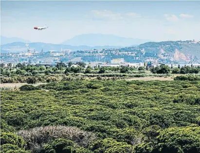  ?? Lvnu.e a.en.ev / veoÀunl ?? Vista de la Ricarda, espacio protegido en el que se preveía ampliar el aeropuerto de El Prat