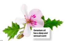  ??  ?? Geranium oil has a deep and sensual scent