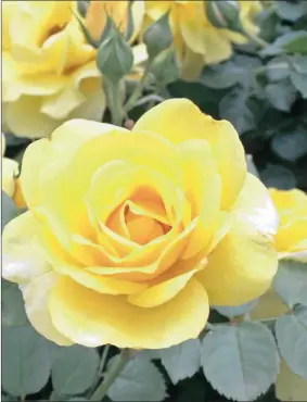  ??  ?? COLOURS OF LIFE: In the language of flowers, red roses are symbolic of true love, a pink rose means gladness and joy, white stands for innocence and purity, and yellow, friendship. Peach roses mean desire and a lavender rose tells of love at first sight.