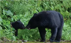  ?? Photograph: Yoshihiro Sato ?? A black bear and its cub in Iwate, Japan. The prefecture has commission­ed a rock’n’roll song to warn people away from the animals.