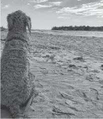  ?? JOHN DEMONT ?? Auggie waits for his beloved master or, perhaps, food.