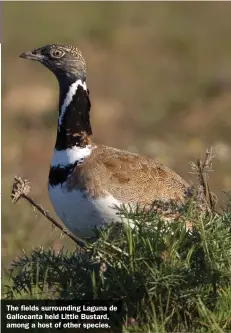  ??  ?? The fields surroundin­g Laguna de Gallocanta held Little Bustard, among a host of other species.