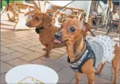 ??  ?? EATING OUT: Denver and Vashti Govenders’ miniature dachshund Leyla, with a companion, is often dressed up to eat out at Surf Riders.