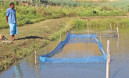  ?? Photo: Ministry of Fisheries ?? Jona Dilo at the tilapia farm.