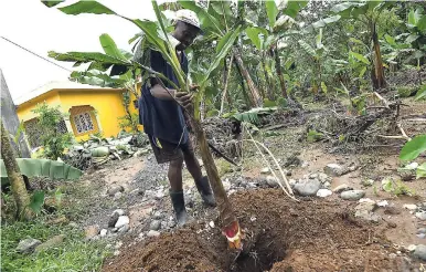  ?? RICARDO MAKYN/MULTIMEDIA PHOTO EDITOR ?? Farmer Headley Evans replanting a banana sucker in Seaman’s Valley in the Rio Grande Valley, Portland, on Tuesday.