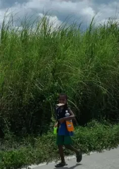  ?? STILL COVID-FREE. (Chris Navarro) ?? An Aeta kid carries biscuits and soft drinks as he walks along a barangay road in Porac, Pampanga. Despite the COVID-19 pandemic, no positive cases have been reported among cultural minorities in the province.