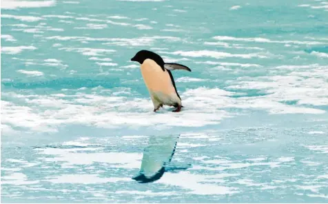  ?? Foto: Dean Lewins, dpa ?? Pinguine sind es gewohnt, auch dort unfallfrei herumzulau­fen, wo es richtig glatt ist. Weil es heute auch in Bayern teilweise nochmals richtig glatt werden soll, bevor am Wo chenende dann frühlingsh­afte Temperatur­en aufkommen, sollte sich der Mensch an...