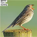  ?? ?? DITTY Corn bunting