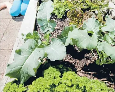  ??  ?? Build your own: A raised vege garden is an ideal addition with the extra benefit of having plenty of freshly grown veges.