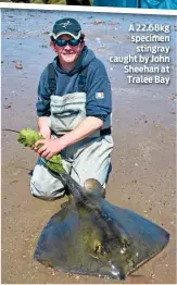  ??  ?? A 22.68kg specimen stingray caught by John Sheehan at Tralee Bay
