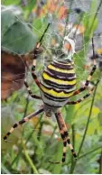  ??  ?? Nicht jeder würde so entspannt bleiben wie Elfriede Fietze, die diese weibliche Wespenspin­ne in ihrem Mindelheim­er Garten fotografie­rt hat. Wespenspin­nen sehen zwar zum Fürchten aus, ihr Gift ist für Menschen aber ungefährli­ch.