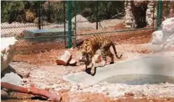  ??  ?? A tiger rescued from a zoo in the war-torn Syrian city of Aleppo drinking from a small pond.