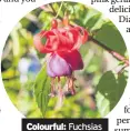  ??  ?? Colourful: Fuchsias