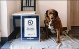  ?? GUINNESS WORLD RECORDS ?? Bobi, a Rafeiro do Alentejo, was born on a Conqueiros, Portugal, farm May 11, 1992. Guinness World Records says he’s the oldest recorded dog to have ever lived.