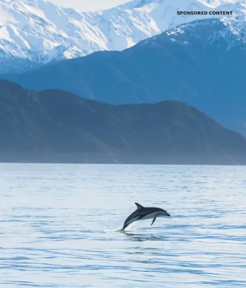  ??  ?? Kaikōura is New Zealand’s premier marine wildlife destinatio­n - its seas brim with sperm whales, dusky dolphins and seals year round