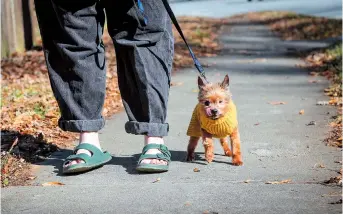  ??  ?? Kursten Hedgis walks her dog Bitsy in front of her home. — Ti Gong