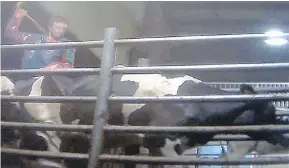  ?? — MERCY FOR ANIMALS CANADA ?? Hidden camera footage of workers at a dairy farm in Chilliwack led to charges over mistreatme­nt of cattle.