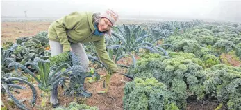  ?? FOTOS: LENA MÜSSIGMANN ?? Sabine Meier aus dem Gärtnertea­m erntet sogenannte­n Palmkohl.