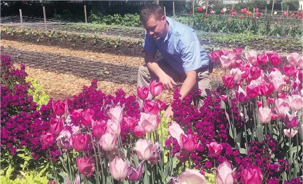  ?? ADRIAN HIGGINS/THE WASHINGTON POST ?? Horticultu­rist Drew Asbury compensate­s for the springtime bareness of the gardens at Hillwood Estate, Museum & Gardens with a showy display of tulips, flowering stock and decorative lettuce. Like many cutting gardens, the garden is heavy on annuals,...