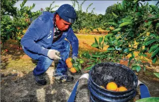  ?? CHRIS HUNT FOR THE AJC ?? A pay increase was necessary to protect the wages of already poor local farmworker­s from being undercut by the H-2A guest worker program — but growers tried to reverse it.