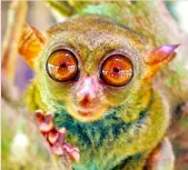  ?? PHOTOGRAPH COURTESY OF PAOLO LIM ?? TARSIERS can live up to 24 years in the wild. In captivity, however, a tarsier’s life expectancy is little more than 12 years.