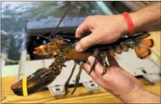  ?? THE ASSOCIATED PRESS ?? A lobster is pulled from a crate in Kennebunkp­ort, Maine.