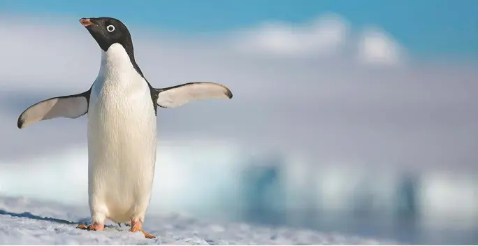  ??  ?? Antarctica’s finest: Penguins, at Regal Stadium 14 and Violet Crown