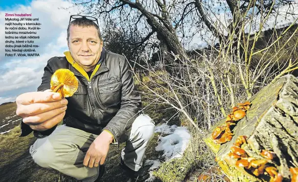  ??  ?? Zimní houbaření Mykolog Jiří Véle umí najít houby v kteroukoli­v roční dobu. Kvůli letošnímu mrazivému lednu se však některé druhy, které v tuto dobu jinak běžně rostou, hledají obtížně. Foto: F. Vlček, MAFRA chuť polévkám či masu. V zimě roste jen...