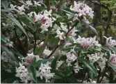  ??  ?? Plant of the week - Daphne bholua