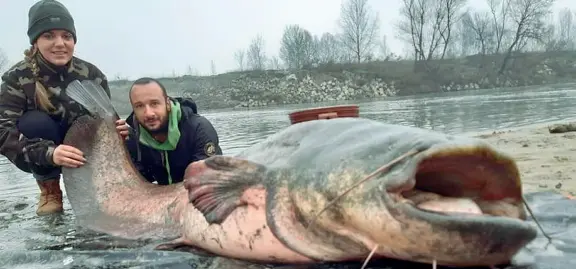  ??  ?? La pesca Il pesce siluro lungo 2,60 metri, e pesante 87 chili, catturato ieri nel Po dal pescatore Claudio Bompan. Per portarlo a riva sono state necessarie tre ore