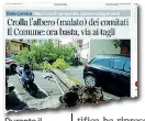  ??  ?? Durante il temporale del 6 agosto crollò uno degli alberi malati, di cui il comitato voleva impedire il taglio. Solo per un caso non ci sono stati feriti