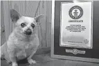  ?? GUINNESS WORLD RECORDS ?? At 23 years old, a Chihuahua mix from Camden, Ohio, named Spike was identified earlier this year as the oldest living dog in the world according to Guinness World Records. That designatio­n didn’t last long, though, as an older dog was found in Portugal.