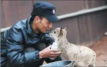  ?? ZHANG LONG / XINHUA ?? A nature reserve worker interacts with a Tibetan antelope cub while feeding it in Hoh Xil, Qinghai province, on Wednesday. Local reserve patrollers have helped feed 11 cubs since May. Herds of Tibetan antelope travel hundreds of kilometers every year from May to July to give birth near Zonag Lake in Hoh Xil.