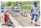  ?? Picture: BALJEET SINGH ?? A fresh supply of dalo which arrived from Rakiraki at the Tuvu border is being off-loaded into another vehicle.