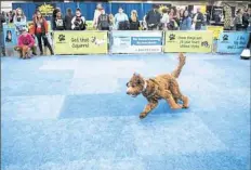  ?? Alexandra Wimley/Post-Gazette ?? A dog tries out the lure course during the Pittsburgh Pet Expo.