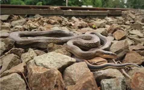  ?? FOTO PETER ENGELEN ?? Twee keer werd er al gezocht langs het spoor. Twee keer werden exemplaren van ver over 1 meter lang gevonden.