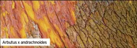  ?? ?? Cornus alba ‘Sibirica’
Arbutus x andrachnoi­des