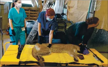  ?? KIRSTEN MACINTYRE — CALIFORNIA DEPARTMENT OF FISH AND WILDLIFE ?? Dr. Jamie Peyton, center, from the UC Davis School of Veterinary Medicine, does an initial assessment of a female mountain lion at the Wildlife Investigat­ions Laboratory in Rancho Cordova on Sept. 23.